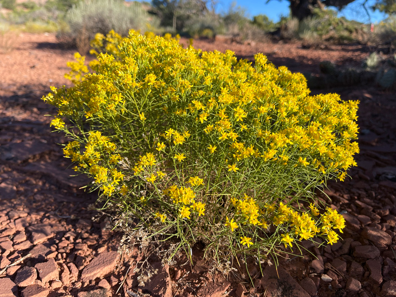 Broom Snakeweed with vibrant yellow flowers groing in the desert