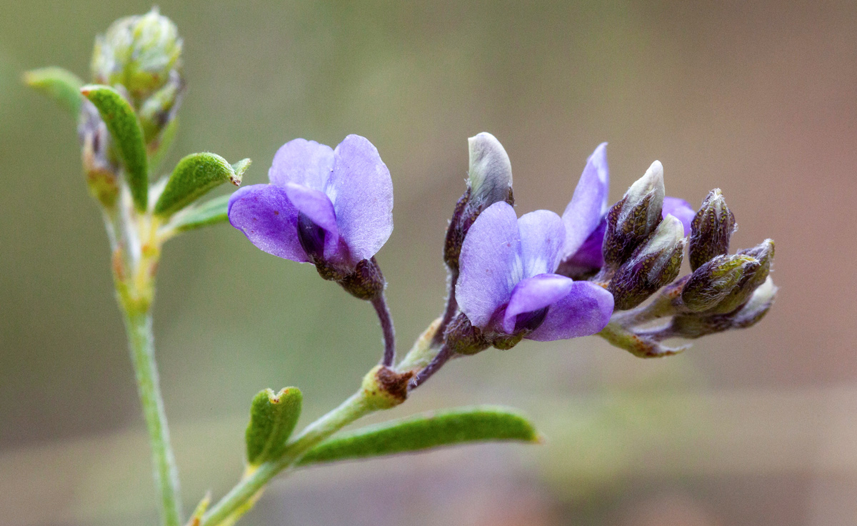 long purple petals, and skinny leaves