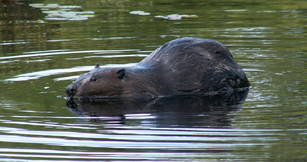 a beaver swims in its pond