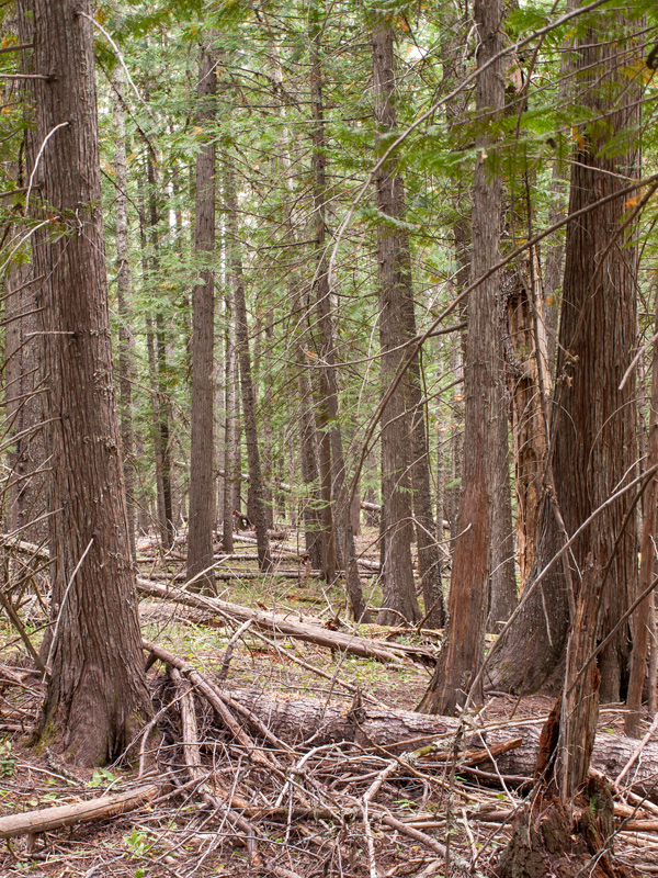 many trees have fallen across the Lolo Trail