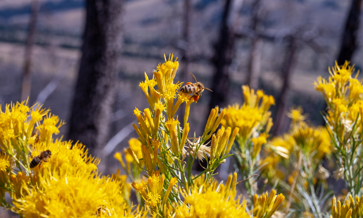 Bright yellow sage bloom