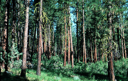 Thick stand of medium-sized evergreen trees with very high branches